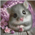 50x50 65Farben Sweet Mouse