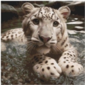 Waterlove Leo 50x50 45Farben