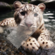 Diamond Painting Bild „Waterlove Leo“